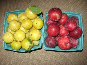 Shiro Sugar Plums are the yellow plums on the left